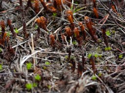 IMGP9848-Mos skyer efter afbraending